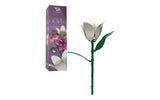 Single Orchid Flower