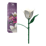 Single Orchid Flower