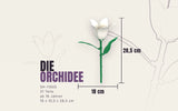 Single Orchid Flower