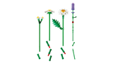 Daisies
