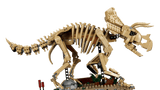 Dinosaur Fossils: Triceratops