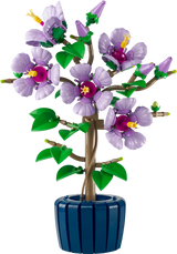 Hibiscus