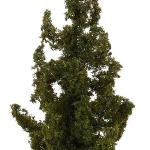 2 spruce trees - Image 3