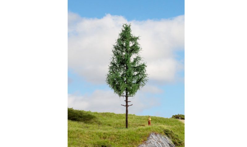 High Trunk Spuce Tree