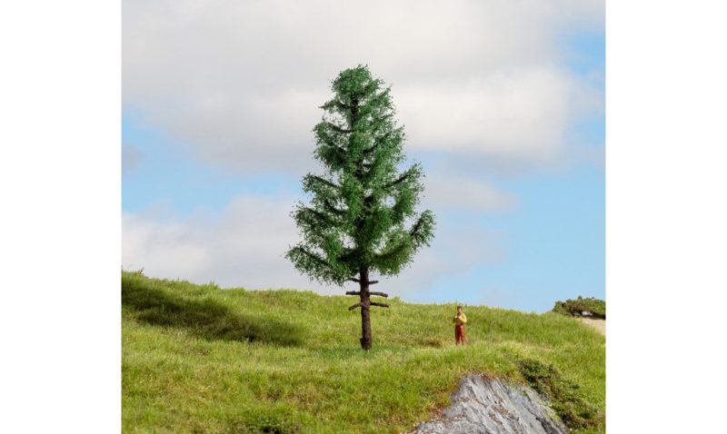 High Trunk Spuce Tree