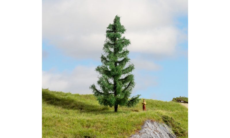Spruce Tree