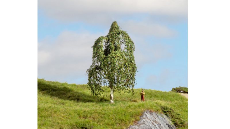 Silver Birch Tree