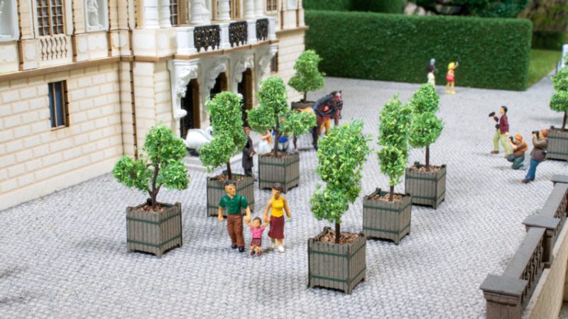 Ornamental Trees in Tubs
