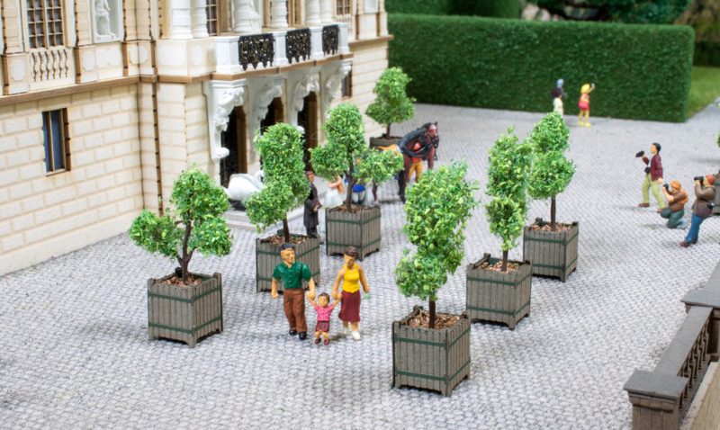 Ornamental Trees in Tubs